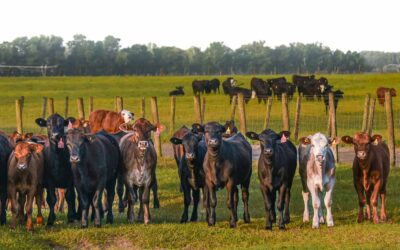 Spring Calves