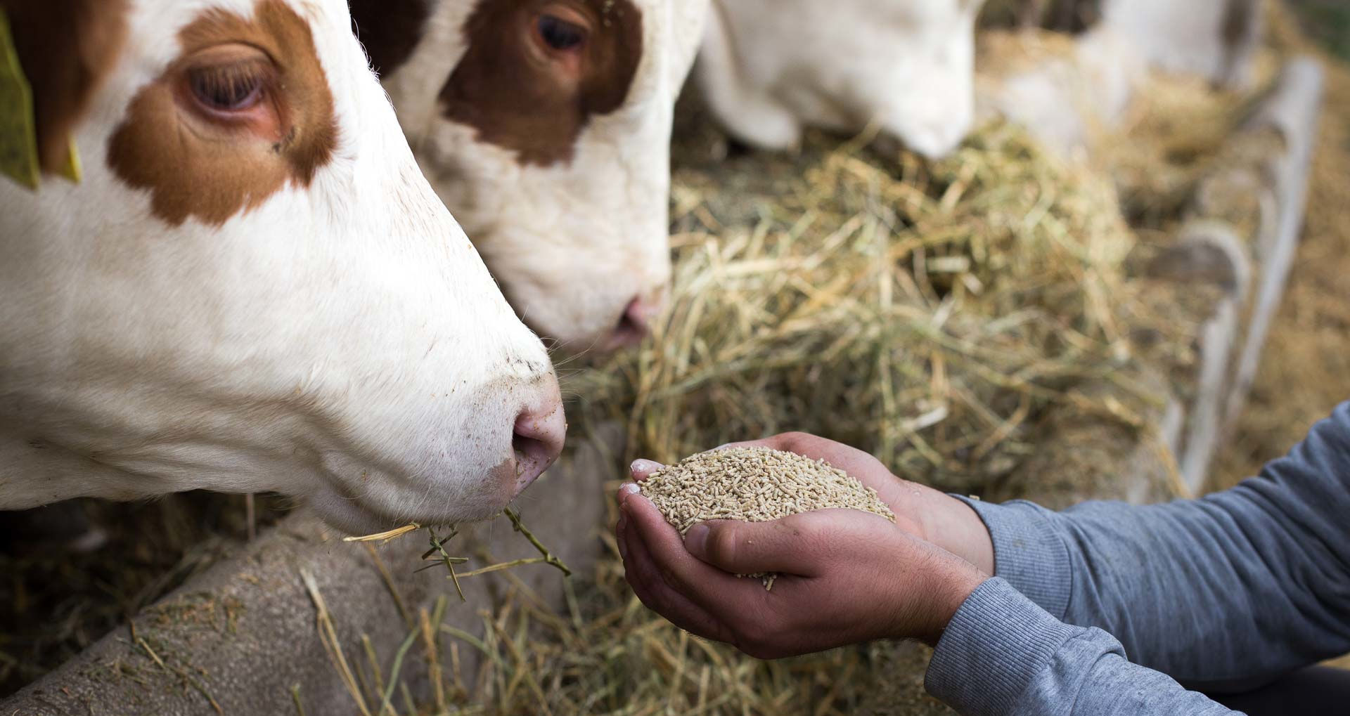 Feeding Programs Quincey Cattle Company