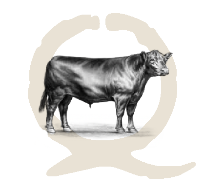 illustration-Q-bull_02 Quincey Cattle Logo