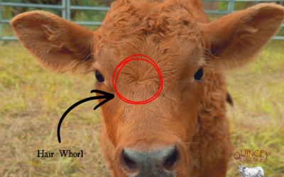 Cowlicks and Temperament